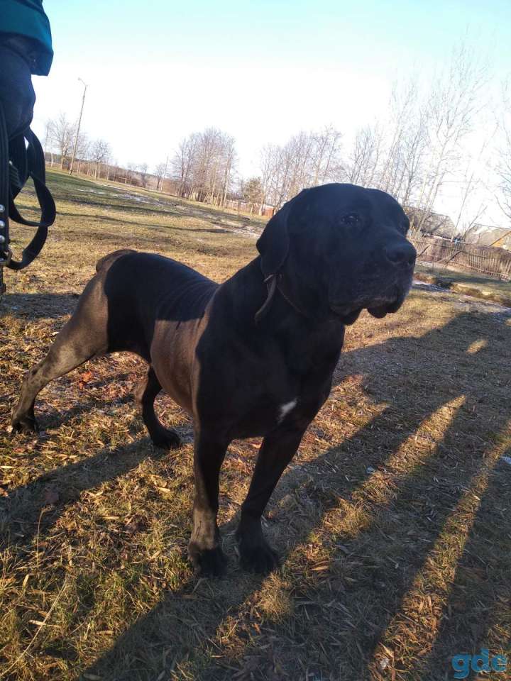 Продам щенков от Кане-корсо 2 мальчика и девочка., фотография 4