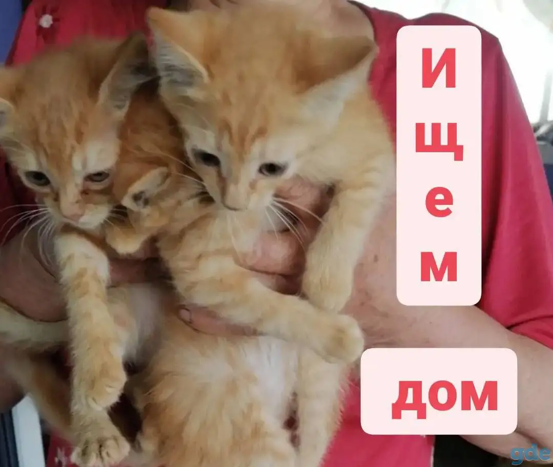 котята в добрые руки, отдам в дар, фотография 1