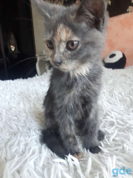 Котенок ищет срочно дом и семью, фотография 1