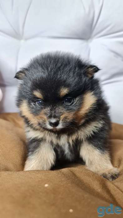 Померанский шпиц мальчик 1 месяц, фотография 1