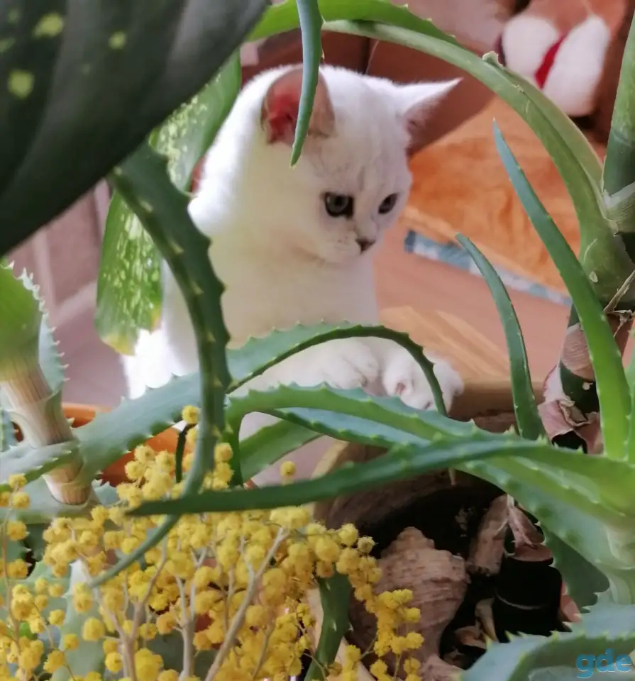 Британские котята, фотография 2