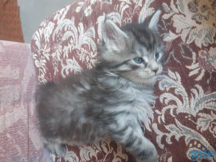 Котята мейн- куны, фотография 2