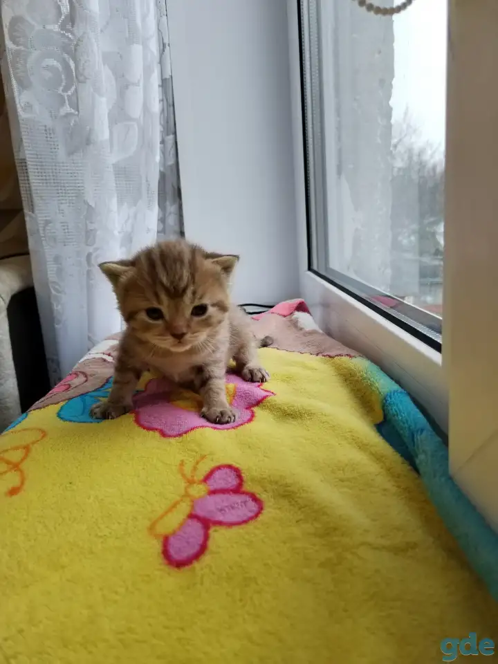 Шотландские котята, фотография 4