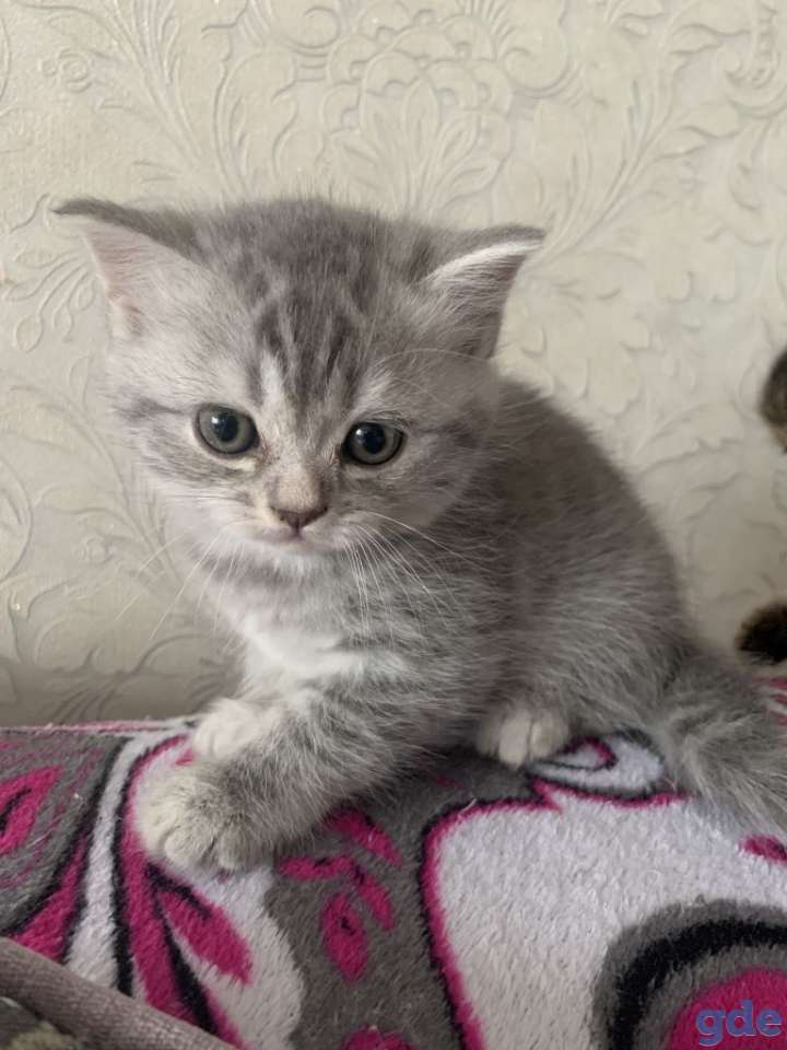 Продам котят шотландской вислоухой, фотография 17