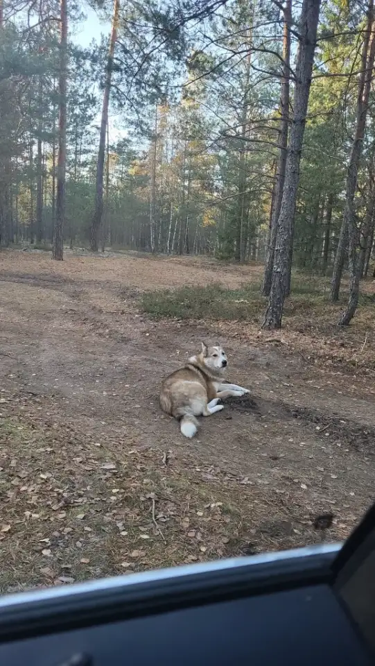Потерянная собака в лесу в Вилейке, фотография 1