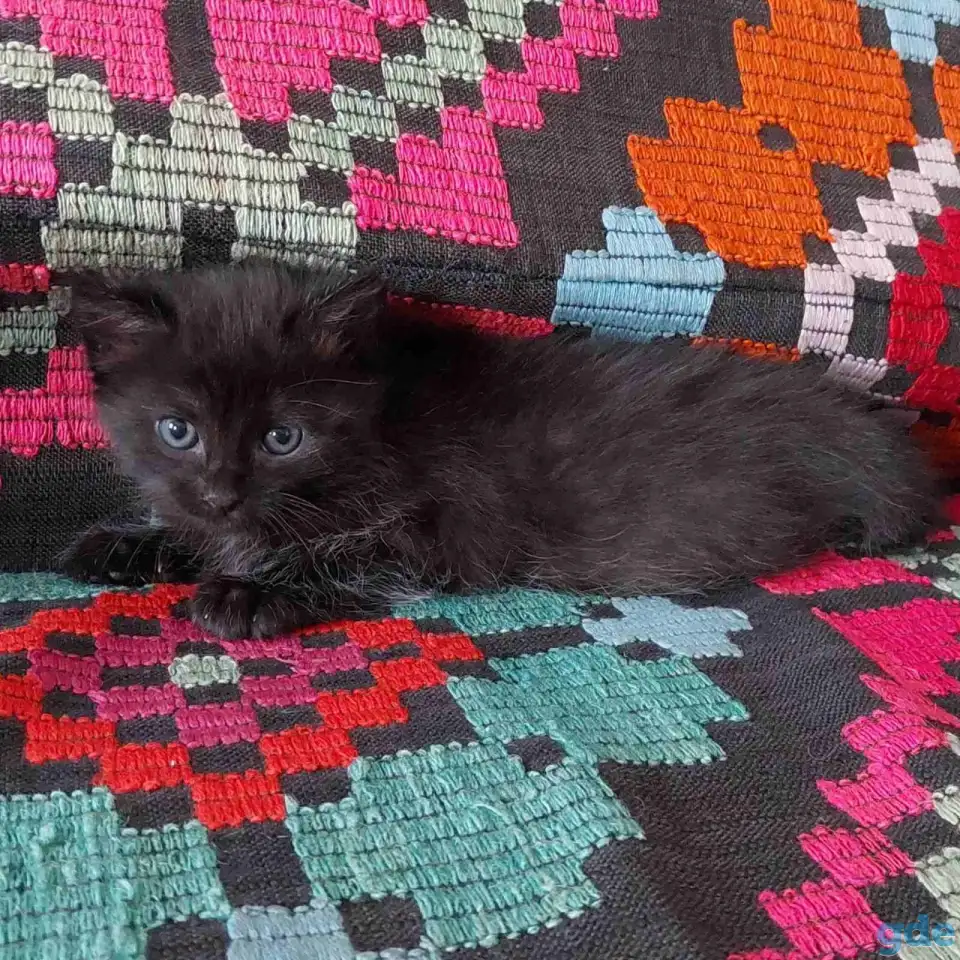 Котята в добрые руки, фотография 2