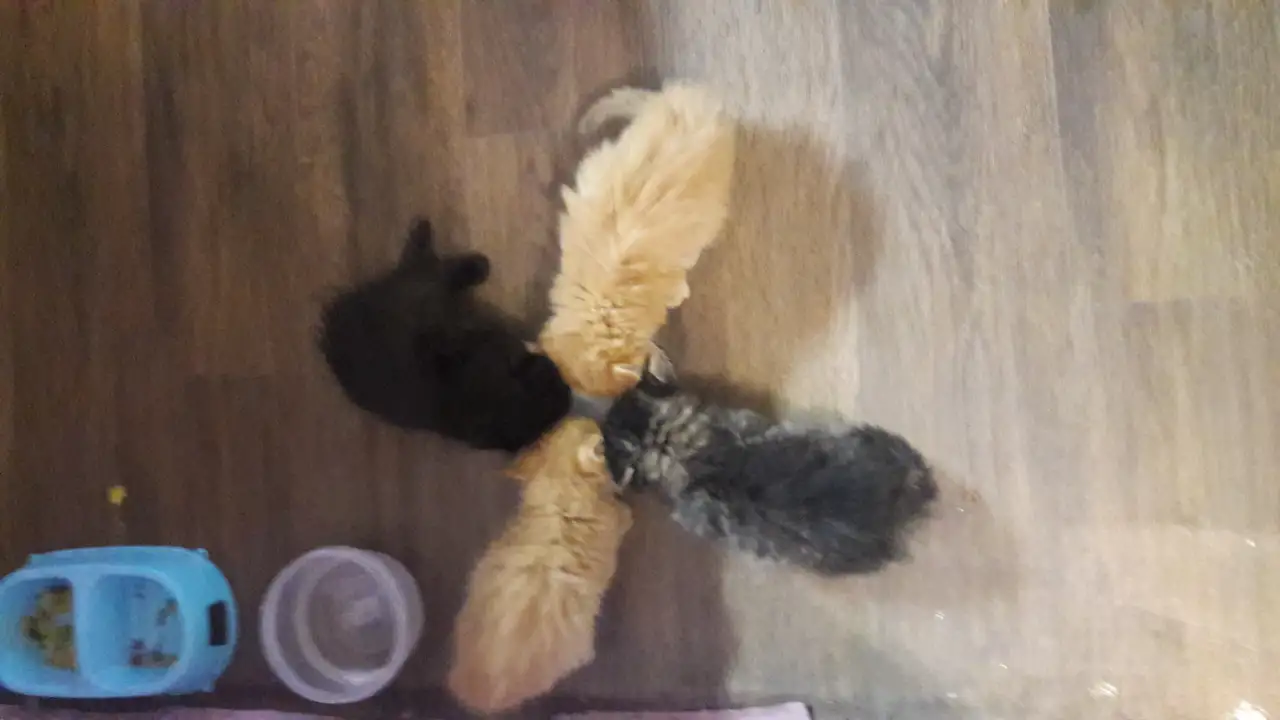 Котята сибирские, фотография 3