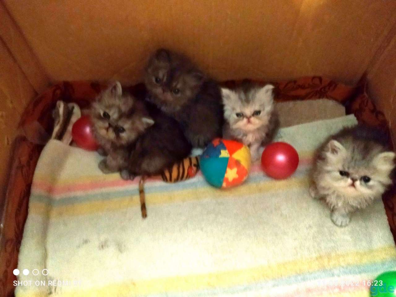 Персидские котята экстремального типа чистокровные.Персы.Котята., фотография 6