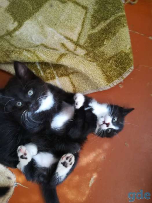 Замечательные котята в дар, фотография 1
