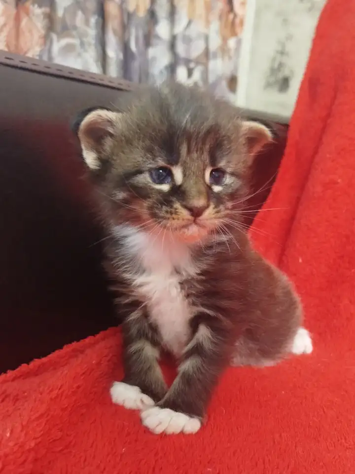 Котята мейн кун, фотография 1