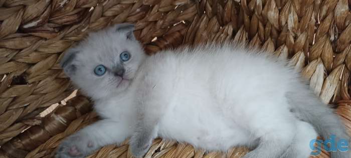 Котята шотландские, фотография 5