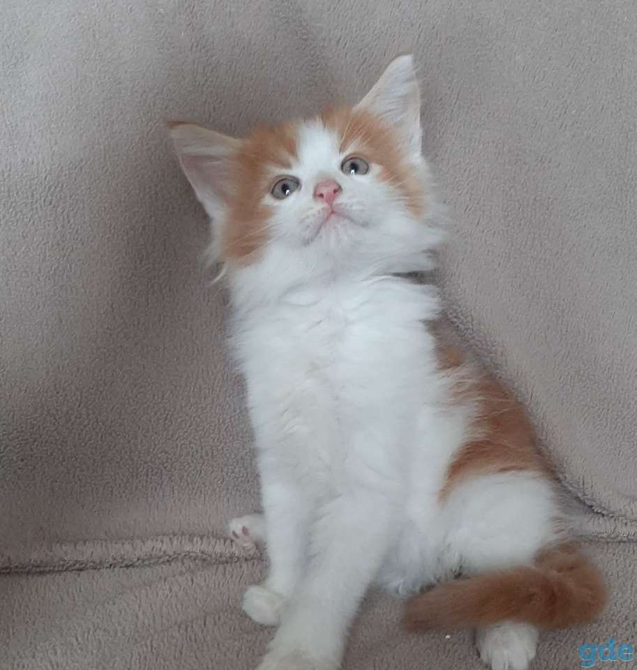Котята мейн кун, фотография 2