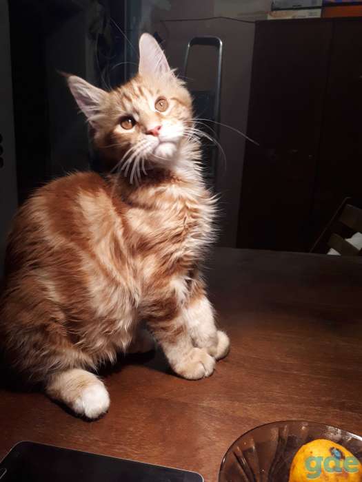 Котята Мейн КУН, фотография 1