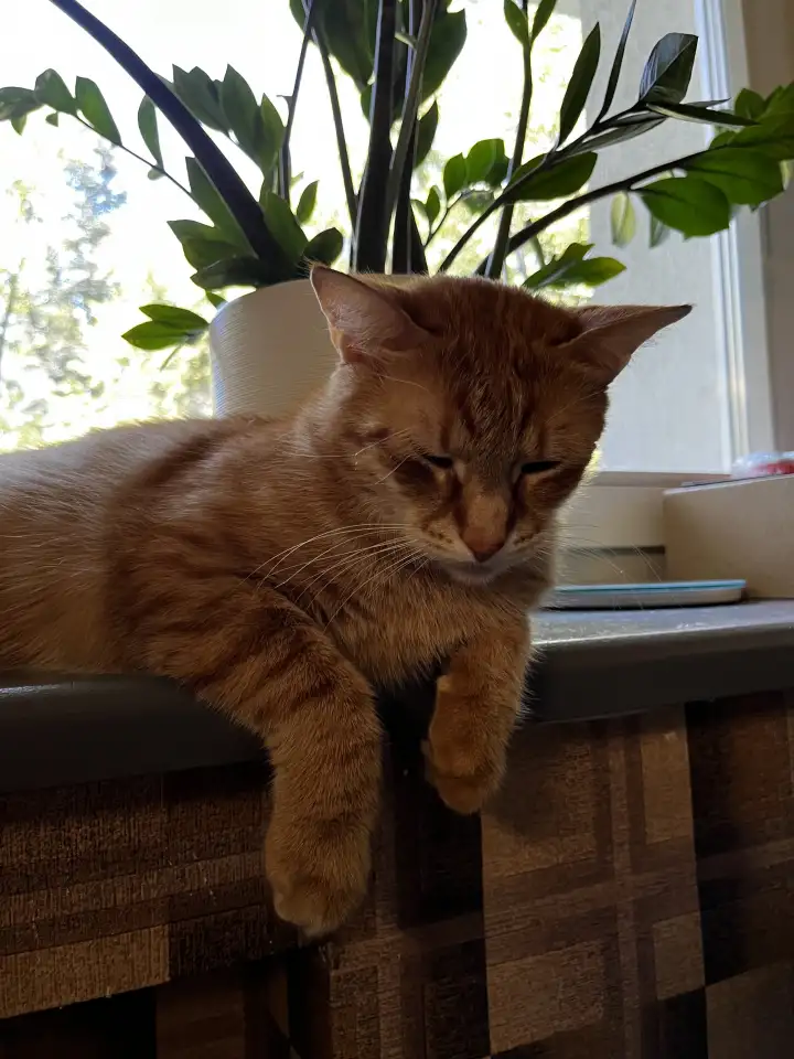 Котик в добрые руки, фотография 10