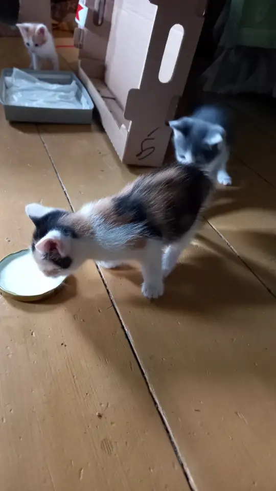 Отдам милых котят в добрые руки, фотография 2