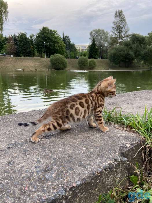 Бенгальские котята, фотография 6