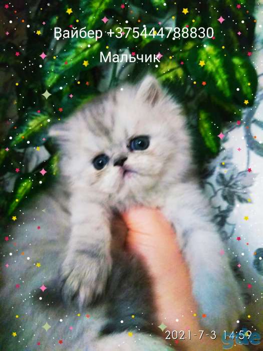 Персидские котята. Мальчики зайчики. Персы., фотография 7
