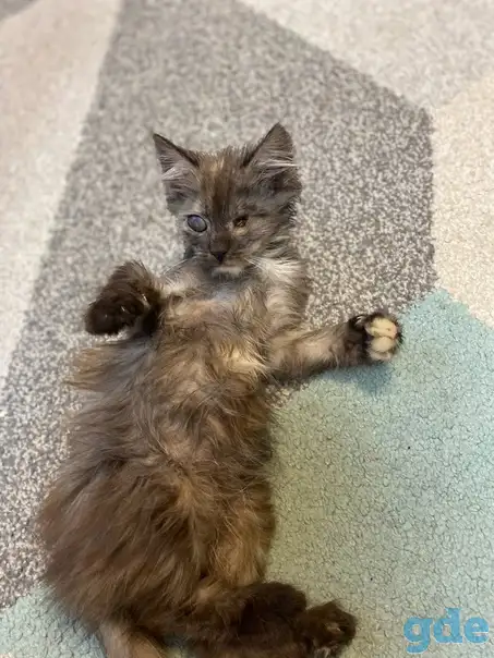 Чудесные котята, фотография 2