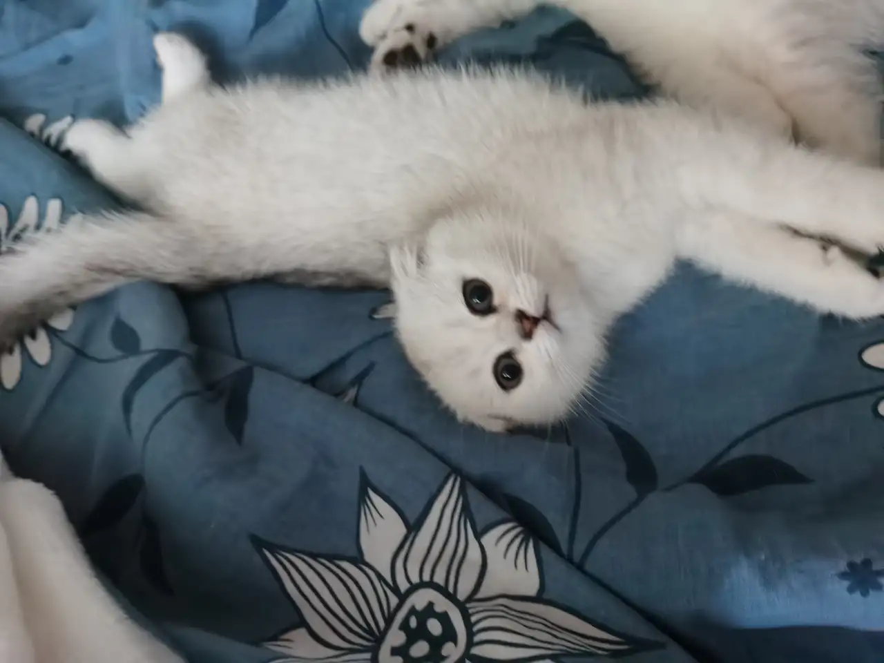 Продам котенка, фотография 1