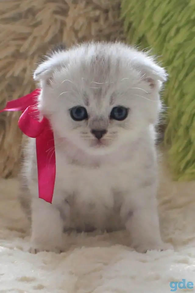 Шотландский котенок, фотография 5