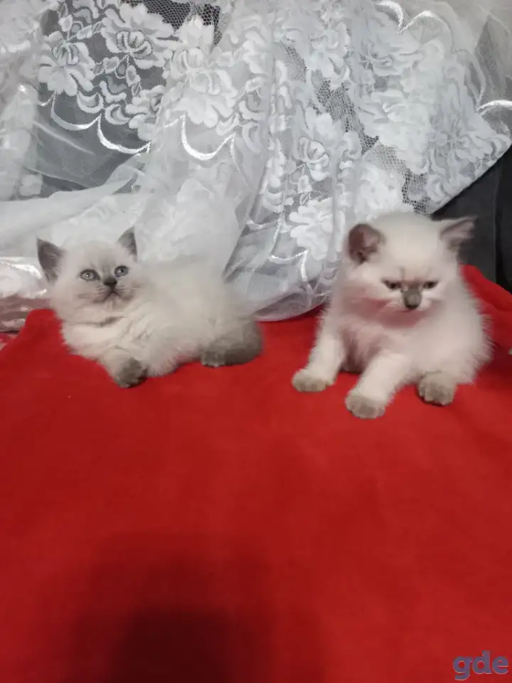 Продаются котята, британцы, фотография 4
