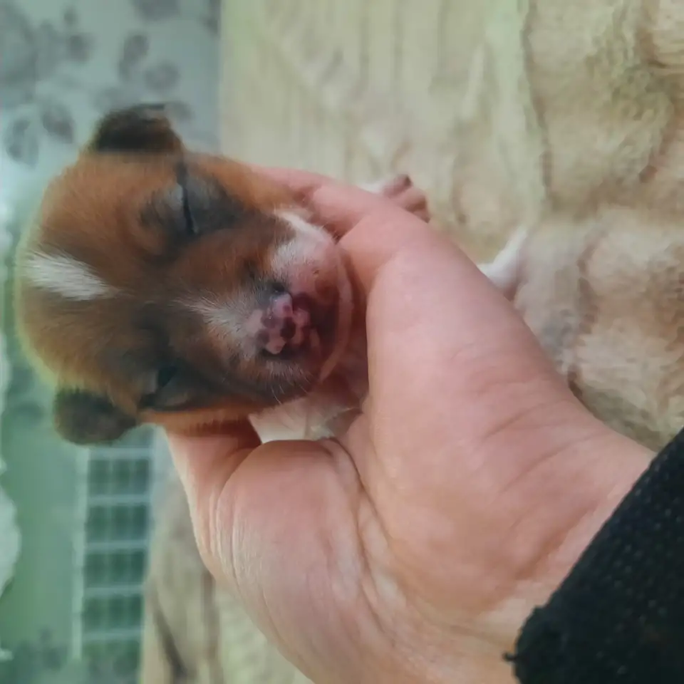 Очаровательные детки, фотография 8