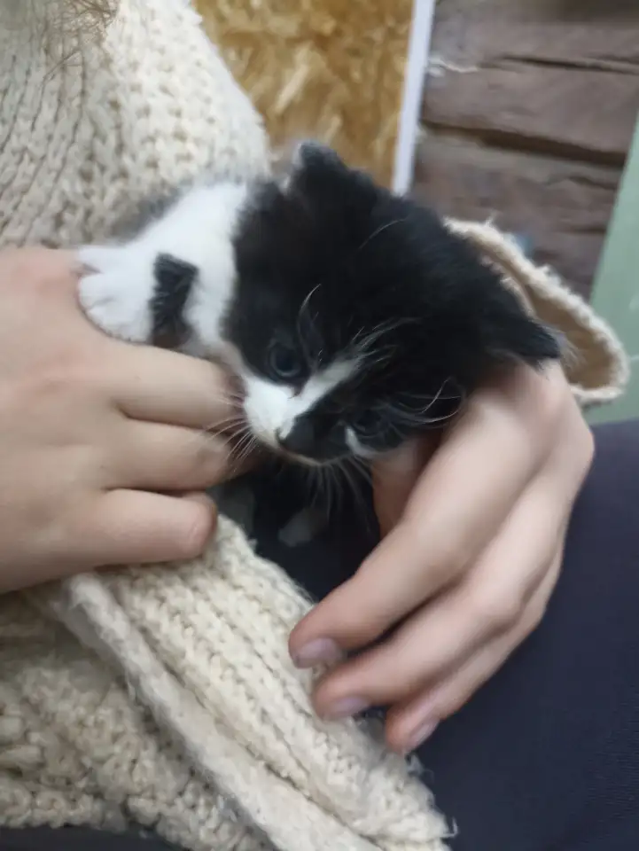 Котята в добрые руки, фотография 2