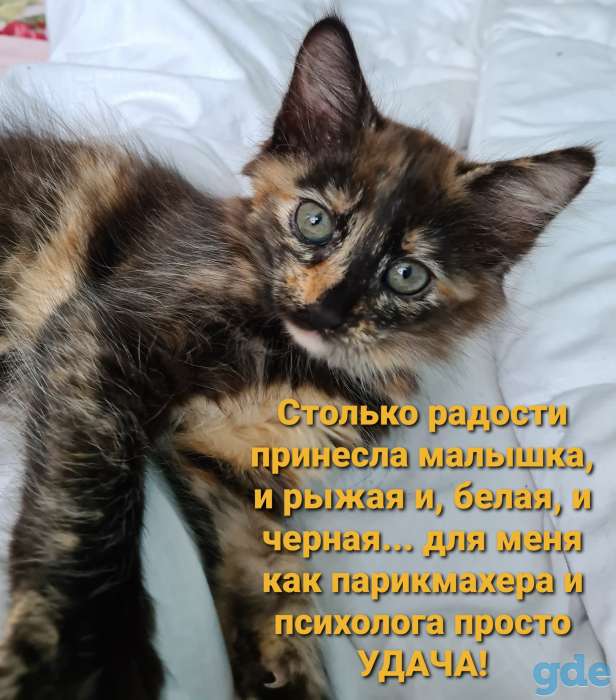 Котенок девочка трехцветка, фотография 1