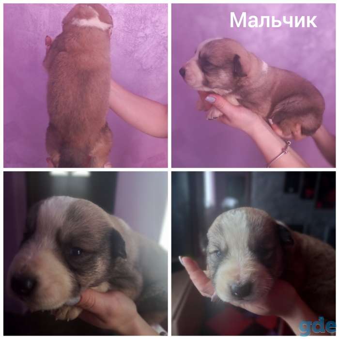 Щенка алабая, фотография 1