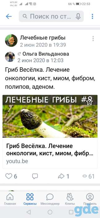 Продам гриб веселку (яйца), фотография 2