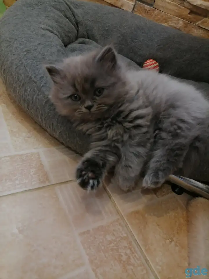 Британские котята, фотография 2