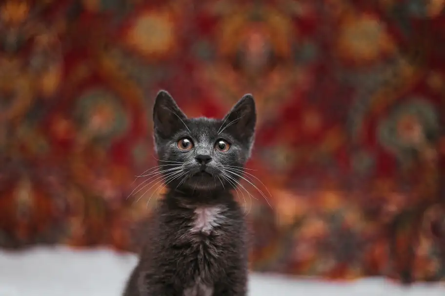 Нежный котенок Масик ищет дом!, фотография 20