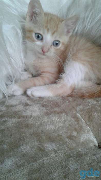 котенок, фотография 1