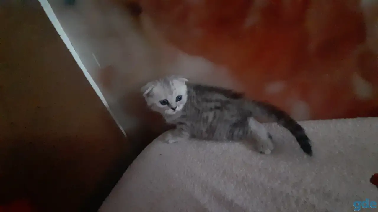 Шотландские  вислоухие котята, фотография 3