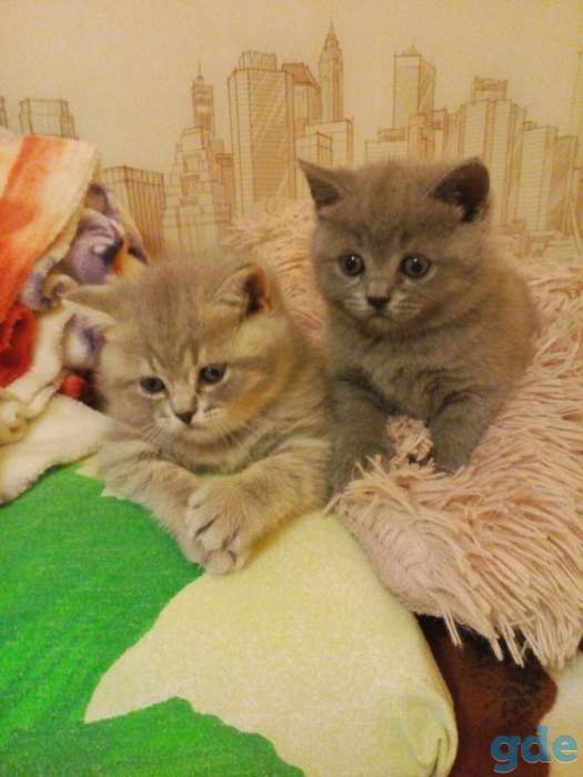 Продам шот. Котиков, фотография 7