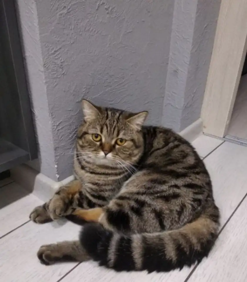Шотландские котята, фотография 3