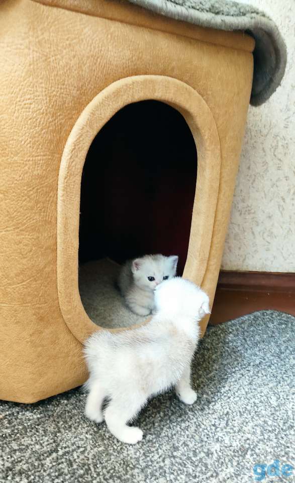 Шотландские котята, фотография 4