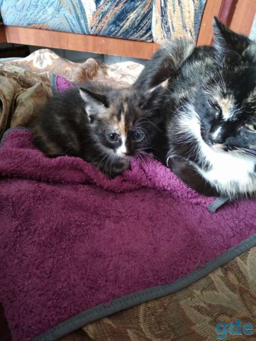 Котик в дар, фотография 1