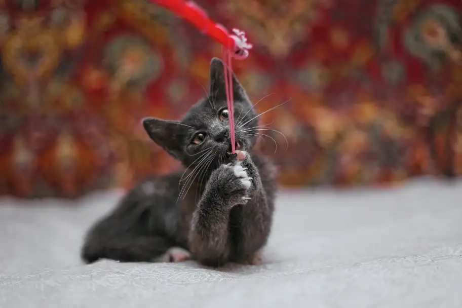 Милейший котеночек Масик мечтает найти семью!, фотография 7