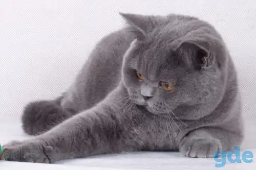 Британский короткошерстный.   Вязка., фотография 4