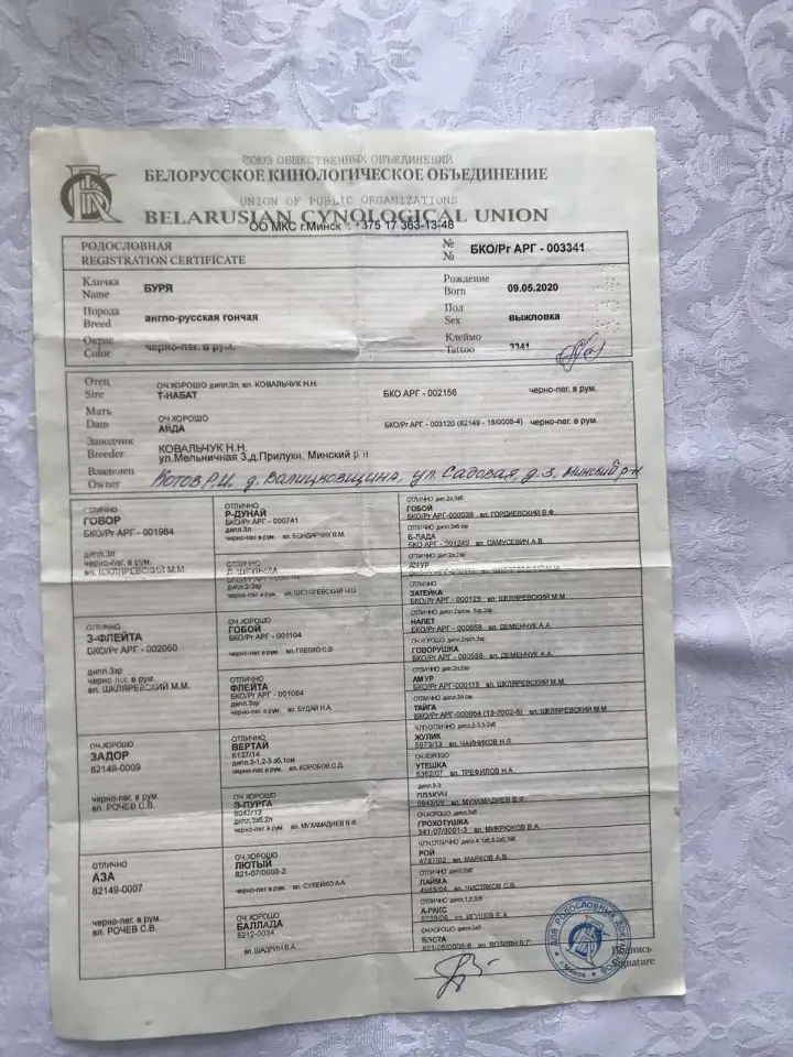 Продажа щенков англо-русской гончей, фотография 6