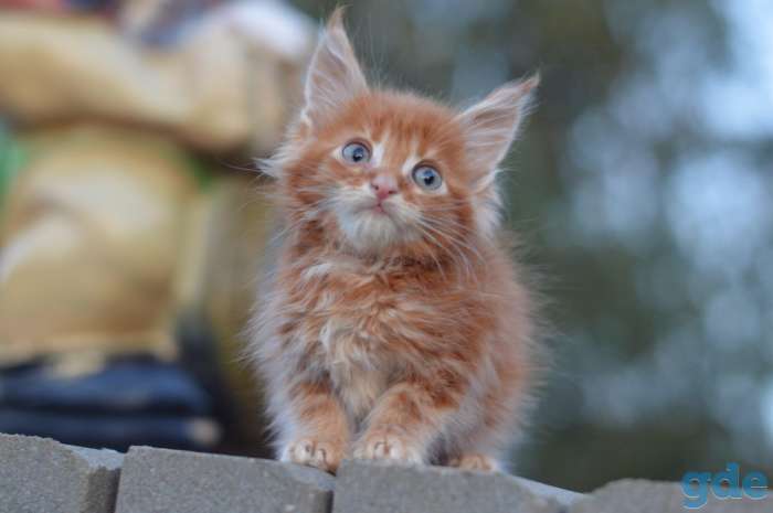 Мейн Кун котята, фотография 4