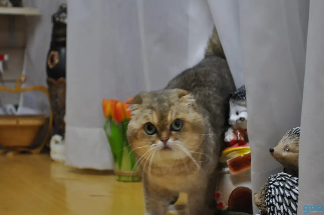 Золотые Шиншилы, фотография 6