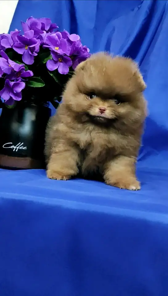 Померанский шпиц щенки. Мини мишки, фотография 1
