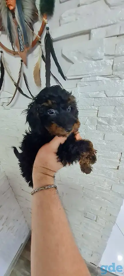 Той пудель, девочка. Фантом. Мини., фотография 2