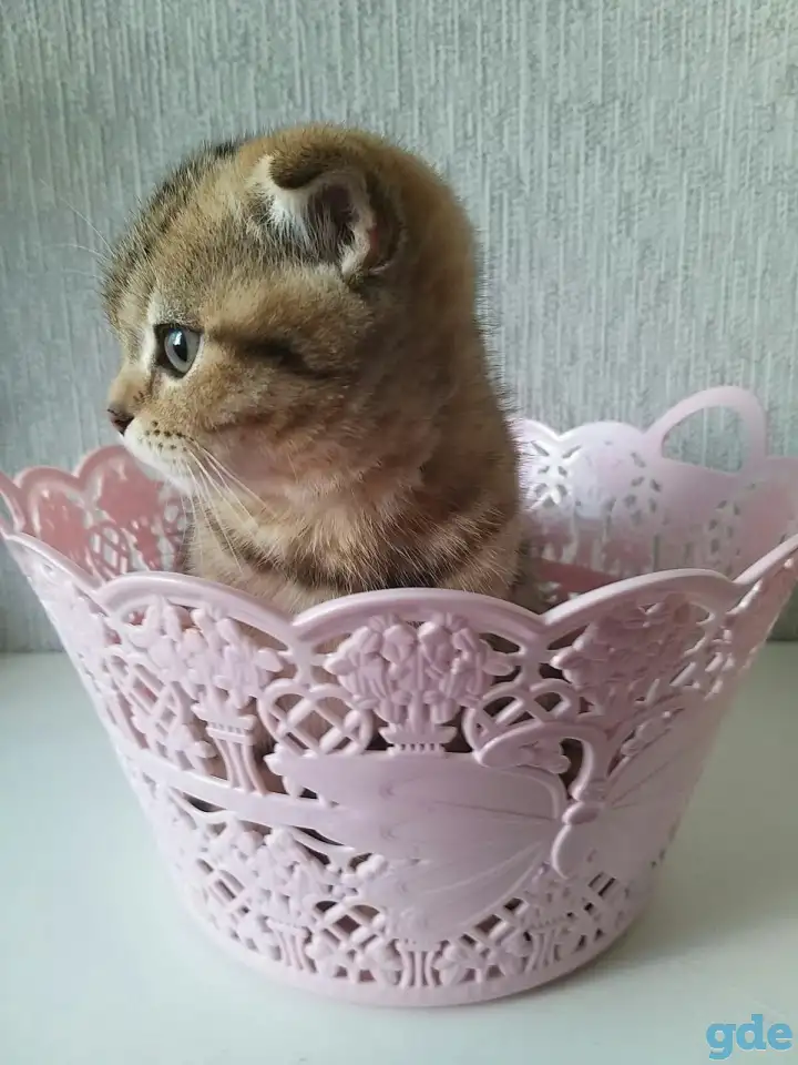 Шотландские вислоухие котята, фотография 6