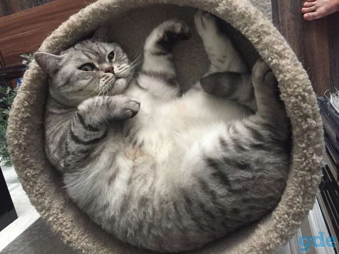 Отдадим кота в добрые руки, фотография 3