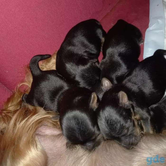 Чисткровные йорки, фотография 3