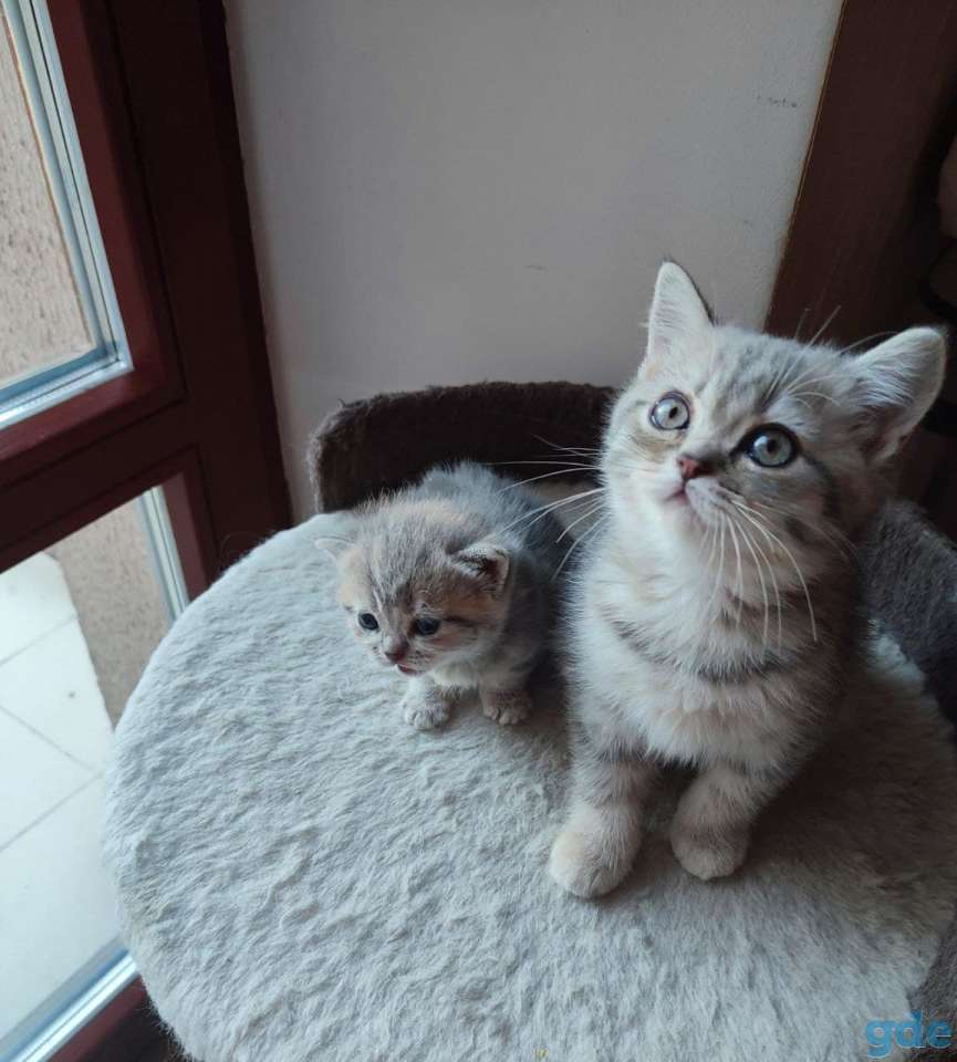 Котята шотландские, фотография 4