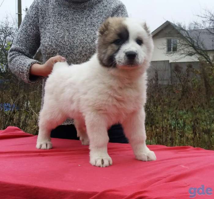 Продам щенка кавказской овчарки от чистокровных родителей, фотография 1